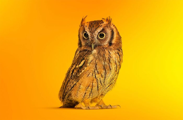 Polyglot technique for disguising malware