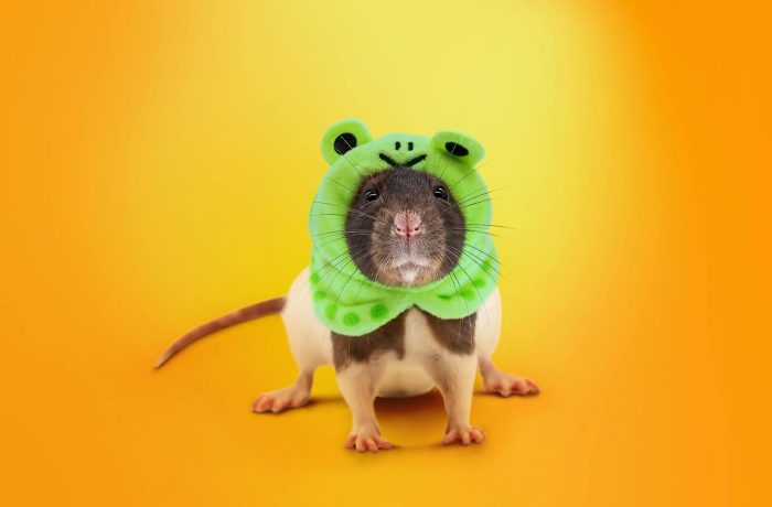 SambaSpy, a new RAT