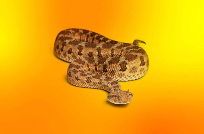 Update PyTorch ASAP