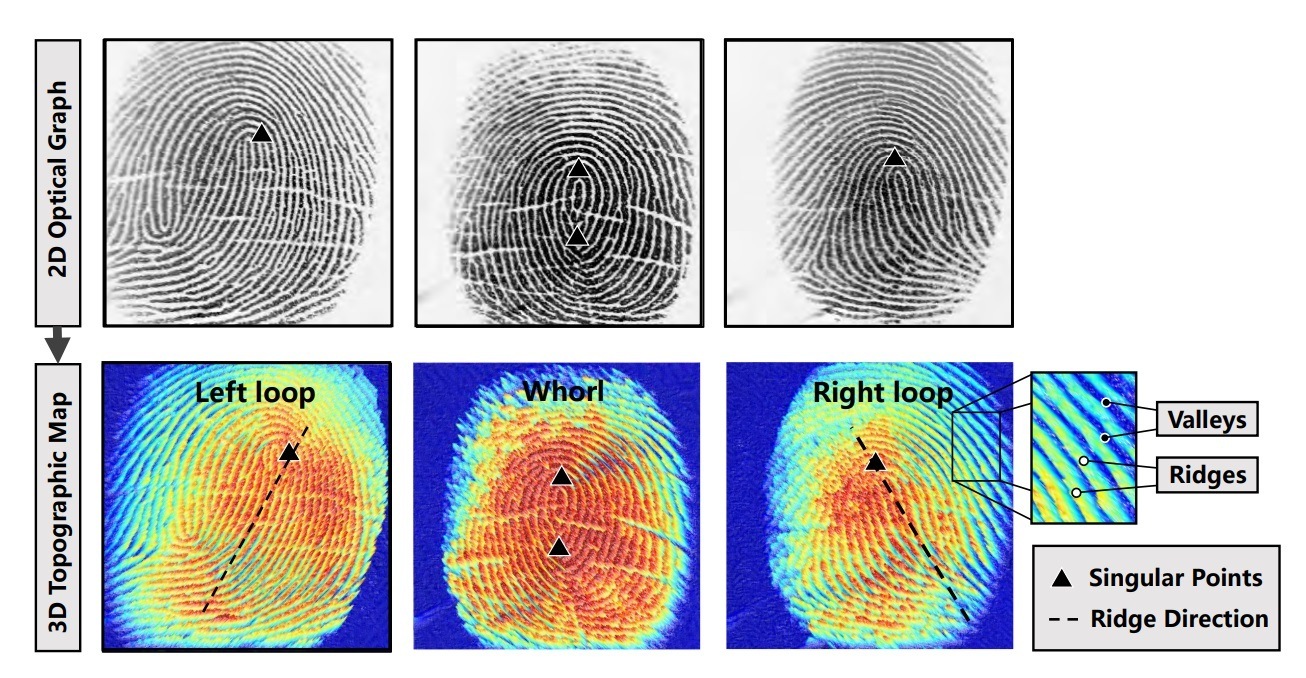 Pronounced features of a fingerprint