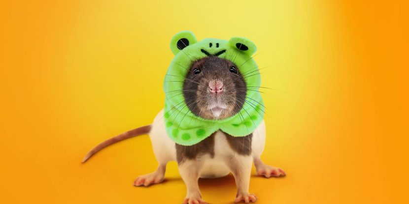 SambaSpy, a new RAT